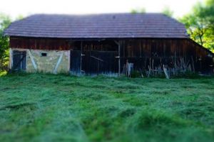 Workshop plante medicinale