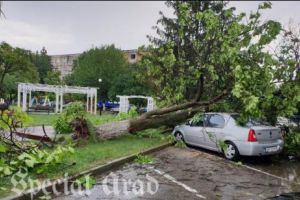 Maşini distruse de copaci smulşi din rădăcini de furtună, la Arad