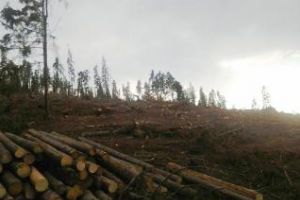 Pădurile de la Mărişel dispar de la un an la altul - FOTO