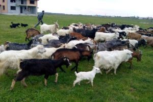 Mioriţa, în varianta harghiteană! Un localnic din Topliţa şi-a vândut oile şi caprele, însă banii pe ele nu au mai apărut