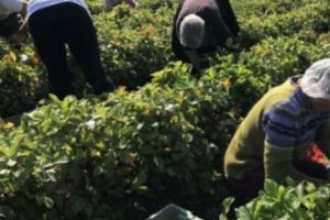 De ce refuză românii locurile de muncă în agricultură din UK