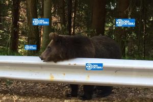 VIDEO FOTO Urşi în calea turiştilor pe Transfăgărăşan. Nu s-a speriat deloc