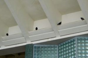 Pata neagra: Gara Baia Mare, adapost pentru porumbei (FOTO)