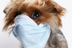 Nocardioza, bacterioză periculoasă pentru animale şi om