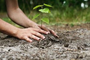 APIA: sprijin financiar pentru împăduriri