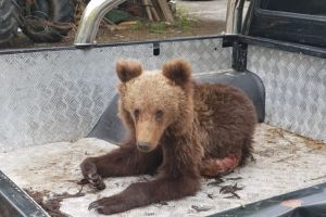 Un pui de urs rănit de tren în Valea Jiului, operat de urgenţă în Rezervaţia de la Zărneşti