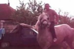 Calaretul fara cal / Un tanar a ramas fara calul pe care il calarea dupa ce politistii au constat ca era furat