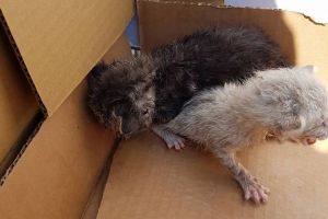 FOTO – Pisicuţe salvate dintre gunoaie la staţia de sortare la Sibiu. Se dau spre adopţie