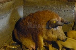 Primii porci din rasa Mangaliţa au fost livraţi crescătorilor, în urma sprijinului ...