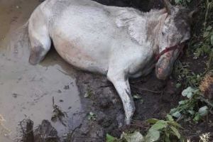 Cal căzut înr-o groapă plină cu apă, salvat de pompierii militari