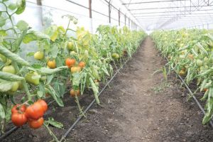 Ce mai găsim în pieţele vasluiene? Roşii gustoase şi ecologice