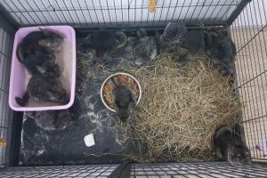 Zeci de exemplare de Chinchilla găsite abandonate pe marginea drumului