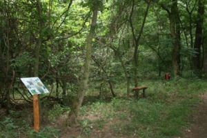 Zi de ecologizare mâine, pentru arădeni! Două evenimente, acelaşi scop: un mediu mai CURAT. Participă şi TU!