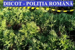 Percheziţii în BN: 12 persoane dintr-un grup organizat specializat în trafic de droguri, reţinute