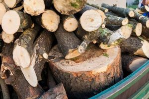 Barbati prinsi in timp ce taiau ilegal lemne intr-o padure din Timis