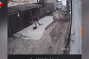 O pisică a fost omorâtă cu bâta, de un individ periculos, în cartierul Burdujeni