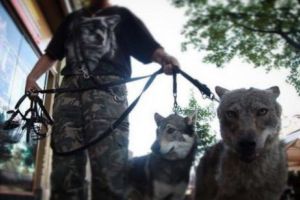 Poveste de Radio Erevan. Lupul care terorizează satele din Caraş nu e animal sălbatic