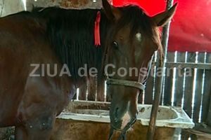 Constanta. Un cal a fost injunghiat mortal de un barbat gonit de la o nunta 