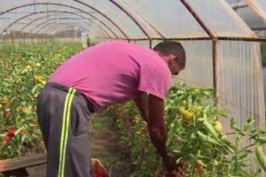 Zonele unde zilierii câştigă mai bine ca afară