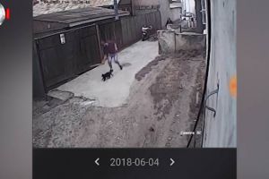 Pisică omorâtă cu bâta, de un individ periculos, în cartierul Burdujeni