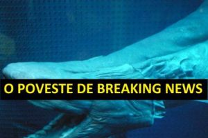 CREATURA din ADÂNCURI a ajuns pe ȚĂRM. Doamne, ce privelişte… Cercetătorii au rămas muţi