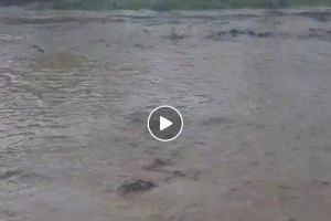 VIDEO/ POTOP în judeţul Arad! Apele au făcut PRĂPĂD în mai multe localităţi. E Cod Portocaliu
