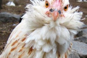 Cele mai frecvente boli ale păsărilor de curte