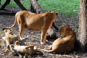 FOTO: Preocupări pentru creşterea confortului ambiental la Zoo Târgu-Mureş
