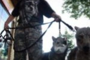 Pe Clisură, ca la Radio Erevan: Lupul este câine şi nu e de la Zoo!