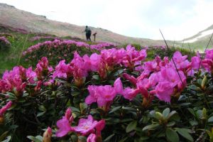 Invitaţie la drumeţie. Bujorii de munte au colorat în roz crestele Munţilor Rodnei (FOTO)
