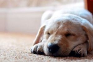 O companie din Norvegia acorda angajatilor concediu pentru cresterea… animalelor de companie