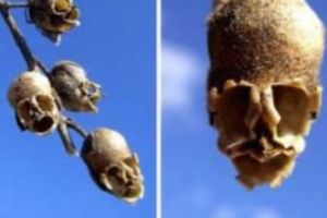 PARTEA ÎNTUNECATĂ a NATURII. Cele mai CIUDATE CREAȚII ale UNIVERSULUI - FOTO