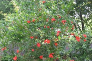 FRUCTUL UCIGAŞ a generat panica mondială. Cine ar fi crezut că un PERICOL URIAŞ PÂNDEŞTE în… News alert