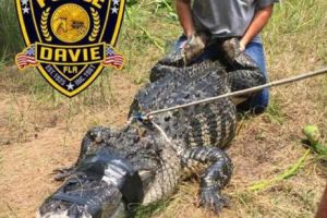 Descoperire macabră! Un aligator a înghiţit o femeie care ieşise la plimbare cu un câine. VIDEO cutremurător