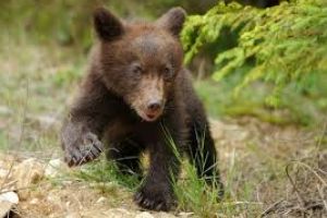 Doi pui de urs, salvaţi de poliţişti după ce mama lor a fost lovită de tren