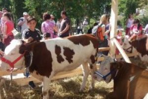 Viaţa la ţară experimentată de orăşeni în cadrul Festivalului Agrofest desfăşurat la Sfântu Gheorghe