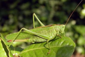 Invazie de cosaşi! Autorităţile responsabile nu au intervenit eficient