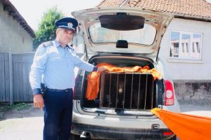 Doi ursuleţi din Covasna au rămas orfani după ce mama lor a fost accidentată mortal de un tren. Puii au ajuns pe mâna specialiştilor din Harghita