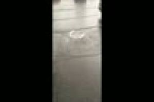 Mica Veneţie de pe Bulevardul Muncii - VIDEO