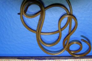 Atenţie la paraziţii externi ai cailor!