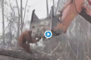 VIDEO - Imagini dramatice. Un orangutan încearcă să-şi salveze pădurea din calea buldozerelor