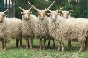 Atenţie, crescători de ovine: MADR oferă informaţii despre un nou sprijin financiar