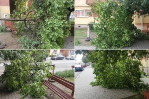 FOTO/ ȘTIREA TA: Pom doborât de vânt, la intrarea într-un bloc, în timpul furtunii de la Alba Iulia