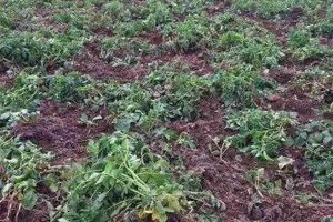 FOTO ȘTIREA TA: Culturi distruse de mistreţi, în Lăzeşti, comuna Scărişoara. Disperare în rândul localnicilor