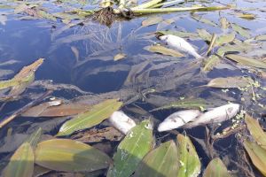 Peşti morţi în Bistriţa