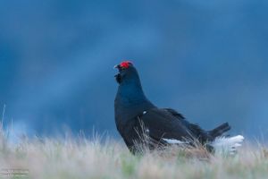 Splendoare în iarba Munţilor Rodnei: cocoşul de mesteacăn (FOTO)