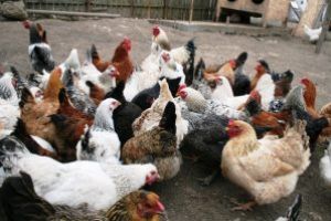 Campania de vaccinare împotriva psudopestei aviare este spre final
