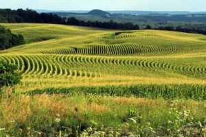 Timisul e principala piata a terenurilor agricole din tara. Zeci de hectare, vandute la preturi mari
