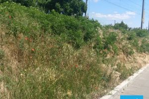 Arădenii cer măsuri pentru combaterea AMBROZIEI