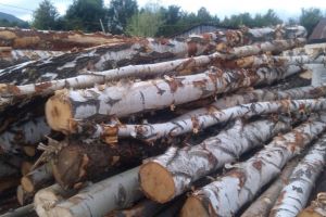 Autoutilitară încărcată cu lemn din specia mesteacăn fără documente, depistată de poliţişti